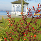 109_0698_jpg-1297207226