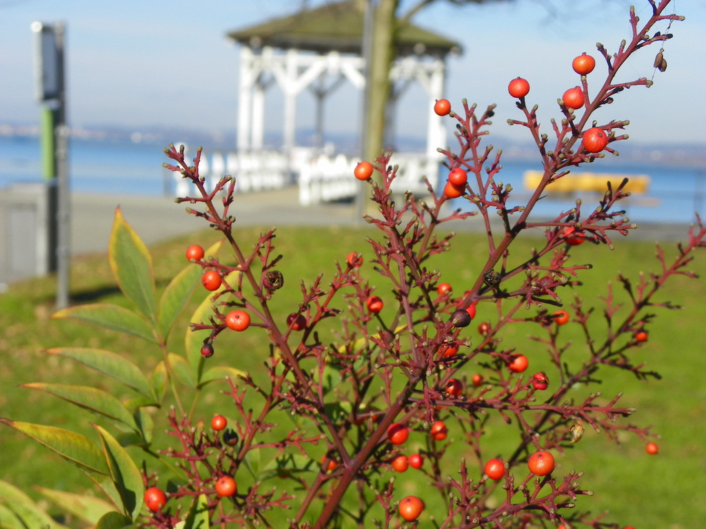 109_0698_jpg-1297207226