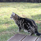 Katze in Rankweil vermisst!