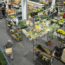Blumengroßmarkt in Wien-Inzersdorf