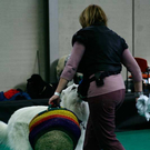 20091128_haustiermesse_0890.jpg