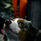 20091128_haustiermesse_0914.jpg