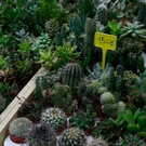20091128_haustiermesse_0296.jpg