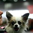 20091128_haustiermesse_0376.jpg