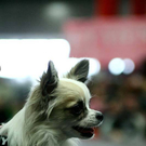 20091128_haustiermesse_0378.jpg