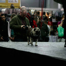 20091128_haustiermesse_0379.jpg