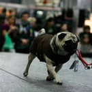 20091128_haustiermesse_0383.jpg