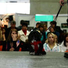 20091128_haustiermesse_0393.jpg
