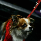 20091128_haustiermesse_0421.jpg