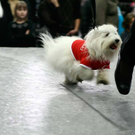 20091128_haustiermesse_0430.jpg
