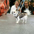 20091128_haustiermesse_0442.jpg