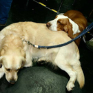 20091128_haustiermesse_0447.jpg