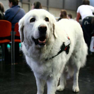 20091128_haustiermesse_0609.jpg