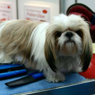 20091128_haustiermesse_0633.jpg