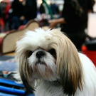 20091128_haustiermesse_0634.jpg