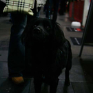 20091128_haustiermesse_0652.jpg
