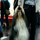 20091128_haustiermesse_0656.jpg