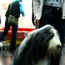 20091128_haustiermesse_0658.jpg