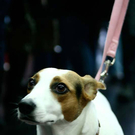 20091128_haustiermesse_0666.jpg