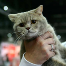 20091128_haustiermesse_0676.jpg