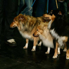 20091128_haustiermesse_0692.jpg