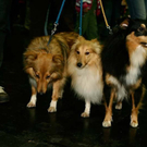 20091128_haustiermesse_0693.jpg