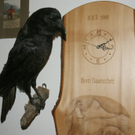 Ausgestopfter Kolkrabe im Wohnzimmer _01__JPG-1297603099