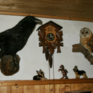 Ausgestopfter Kolkrabe im Wohnzimmer _02__JPG-1297603105