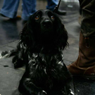 20091128_haustiermesse_0700.jpg