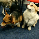 20091128_haustiermesse_0725.jpg