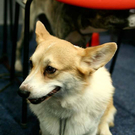 20091128_haustiermesse_0728.jpg
