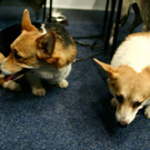 20091128_haustiermesse_0730.jpg
