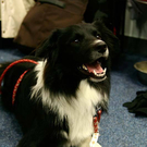 20091128_haustiermesse_0735.jpg