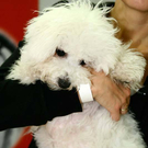 20091128_haustiermesse_0742.jpg