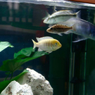 20091128_haustiermesse_0780.jpg
