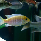 20091128_haustiermesse_0781.jpg