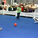 20091128_haustiermesse_0788.jpg