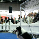 20091128_haustiermesse_0798.jpg
