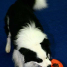 20091128_haustiermesse_0808.jpg