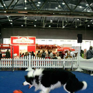 20091128_haustiermesse_0810.jpg
