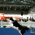 20091128_haustiermesse_0811.jpg