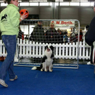 20091128_haustiermesse_0813.jpg