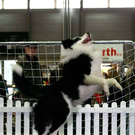 20091128_haustiermesse_0815.jpg