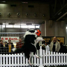 20091128_haustiermesse_0821.jpg