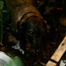 20091128_haustiermesse_0837.jpg