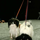 20091128_haustiermesse_0858.jpg