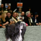 20091128_haustiermesse_0861.jpg