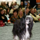 20091128_haustiermesse_0862.jpg