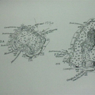 073_JPG-1297627977