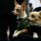 20091128_haustiermesse_0876.jpg